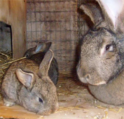 Кролики в домашнем хозяйстве