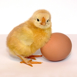куриные яйца 